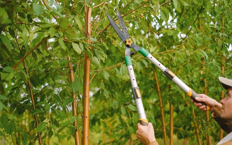 Tree trimming in Wellington, CO